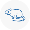 Rat Control Ferndown