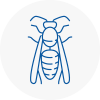 Ferndown Wasp Nest Removal